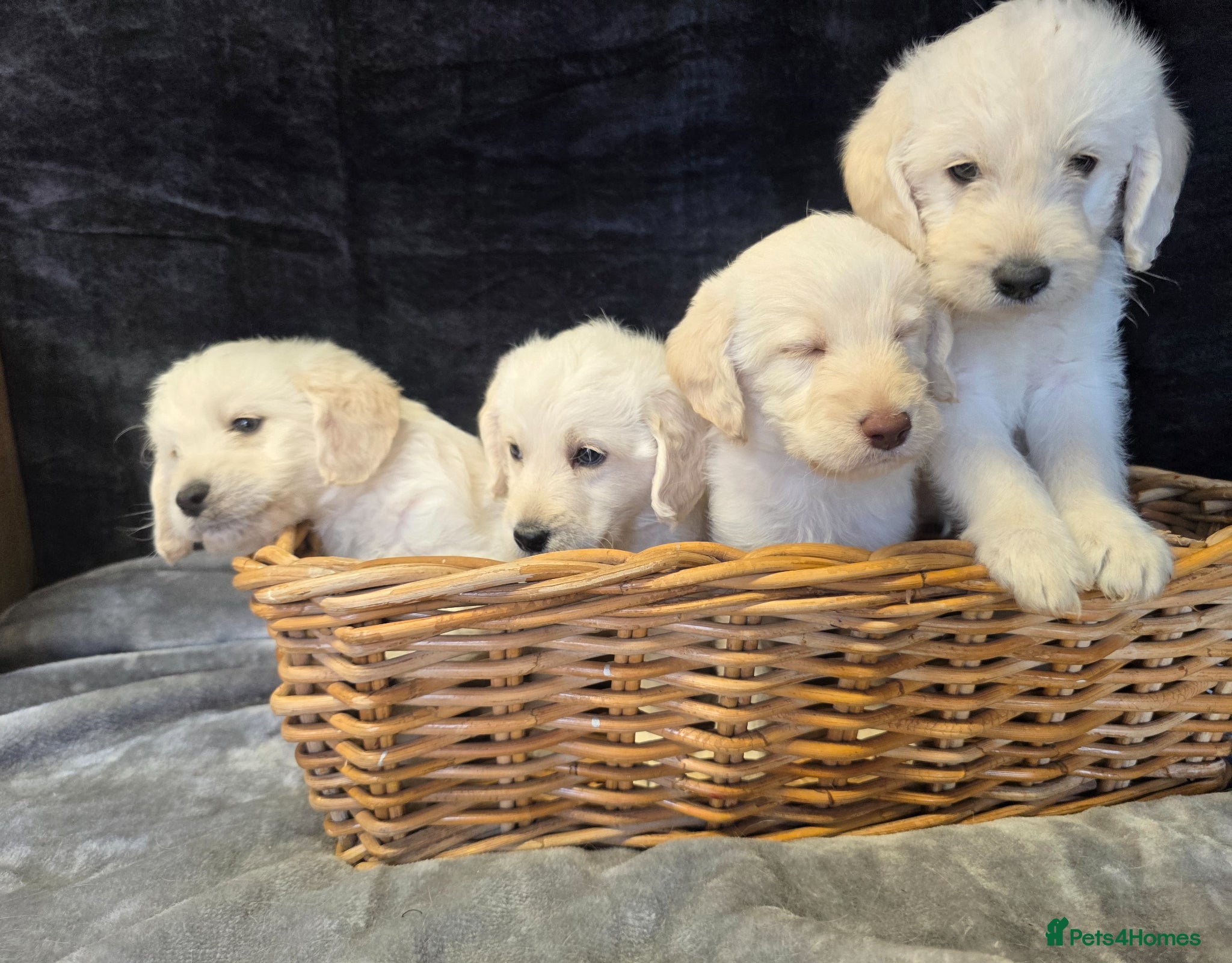 Labradoodle dogs Miniture  labradoodle puppys  - Advert 1