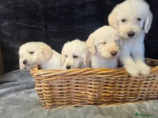 Labradoodle dogs for sale: Miniture labradoodle puppys - Advert 2