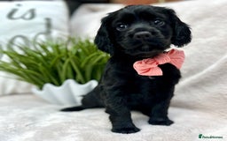 Cocker Spaniel dogs for sale: 2 beautiful cocker spaniels  - Image 4