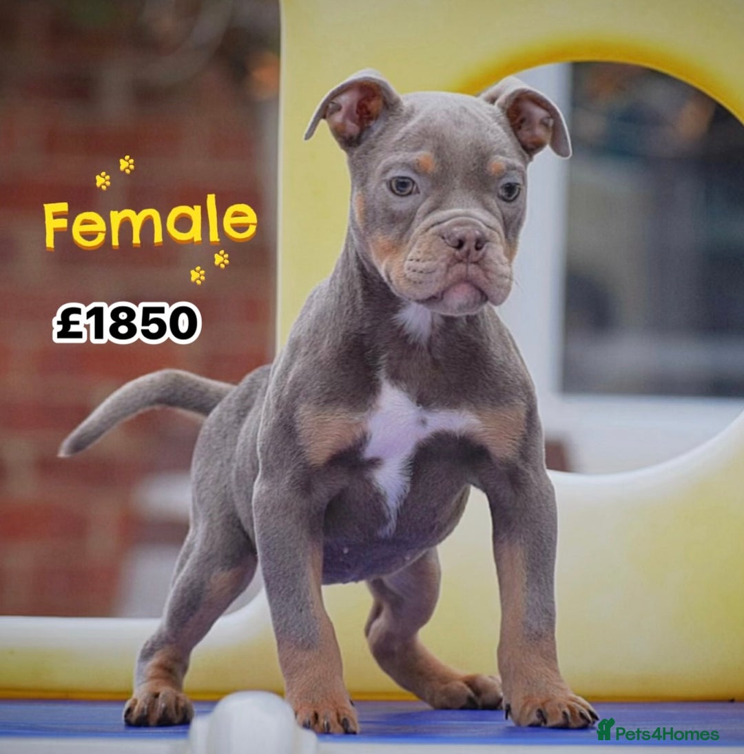 Olde English Bulldogge dogs for sale: COUNCIL APPROVED⭐️5⭐️RATED LICENSE 23 YEARS EXPERT - Image 11