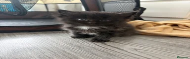 Ragdoll Kitten 4