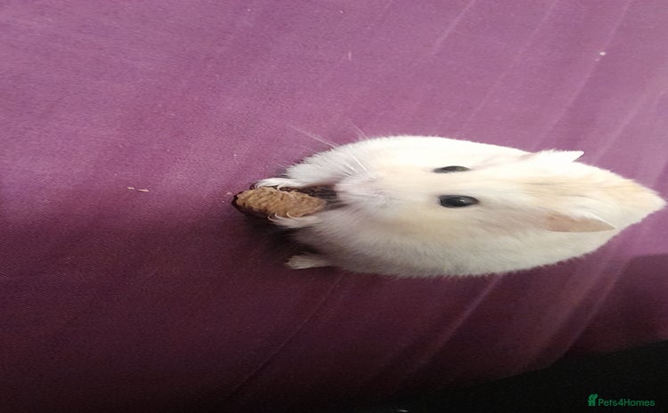 Hamster rodents - Advert 14