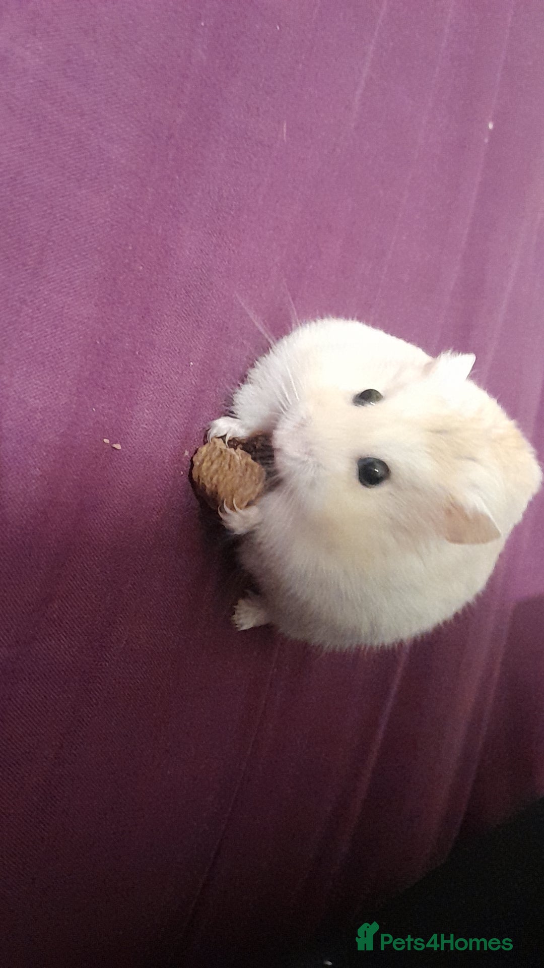 Hamster rodents for sale: Male hamsters 10 pounds  - Image 1
