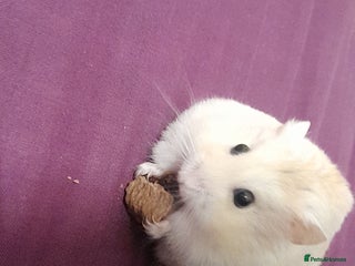 Hamster rodents - Advert 19
