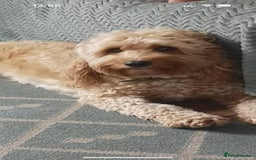Cockapoo dogs for sale: Beautiful F2 Cockapoo pup for sale - Image 5