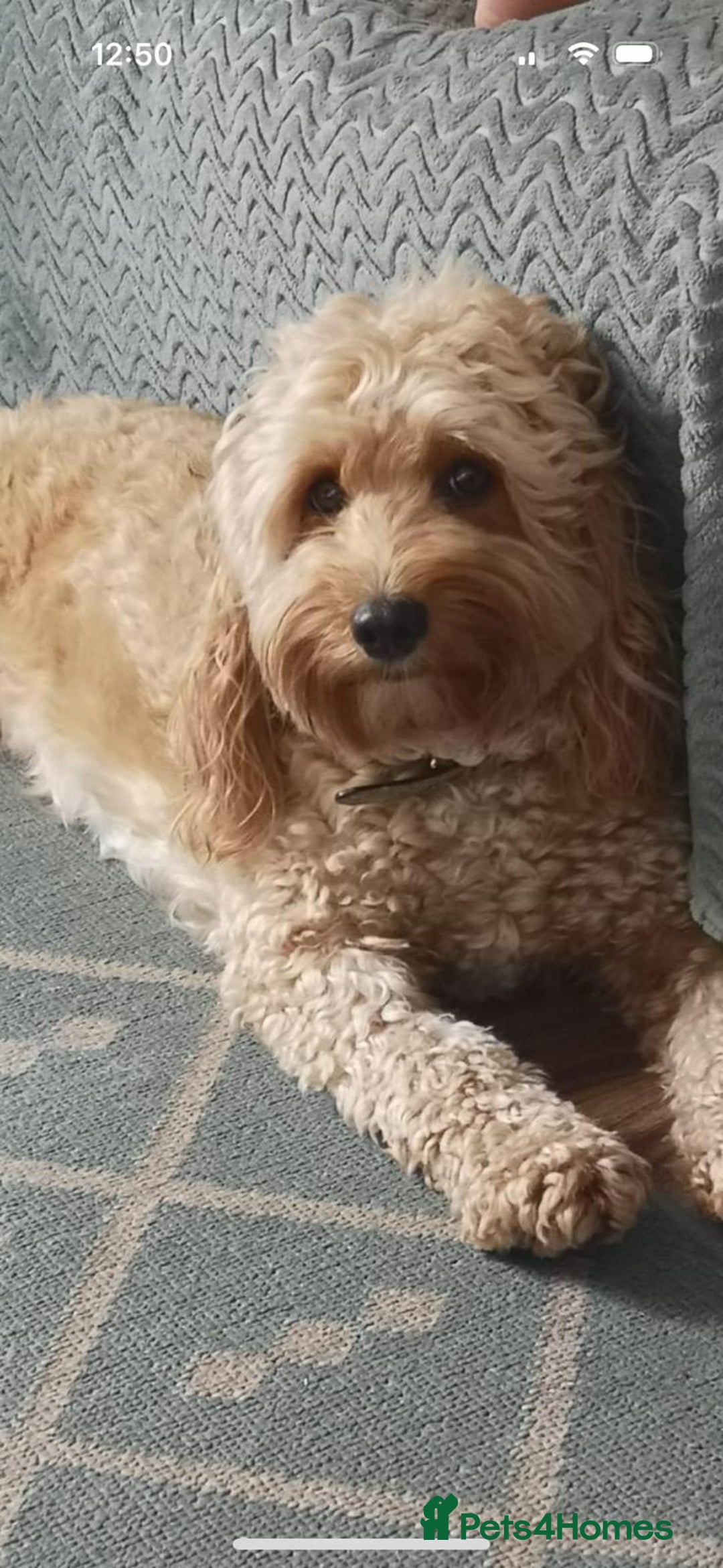 Cockapoo dogs for sale: Beautiful F2 Cockapoo pup for sale - Image 5