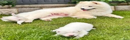 Samoyed dogs for sale: Bundle of joy 3 Puppy - Advert 10