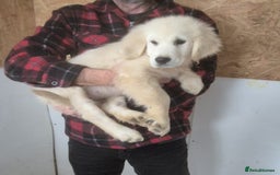 Golden Retriever dogs for sale: Gorgeous golden retriever male puppy - Advert 2