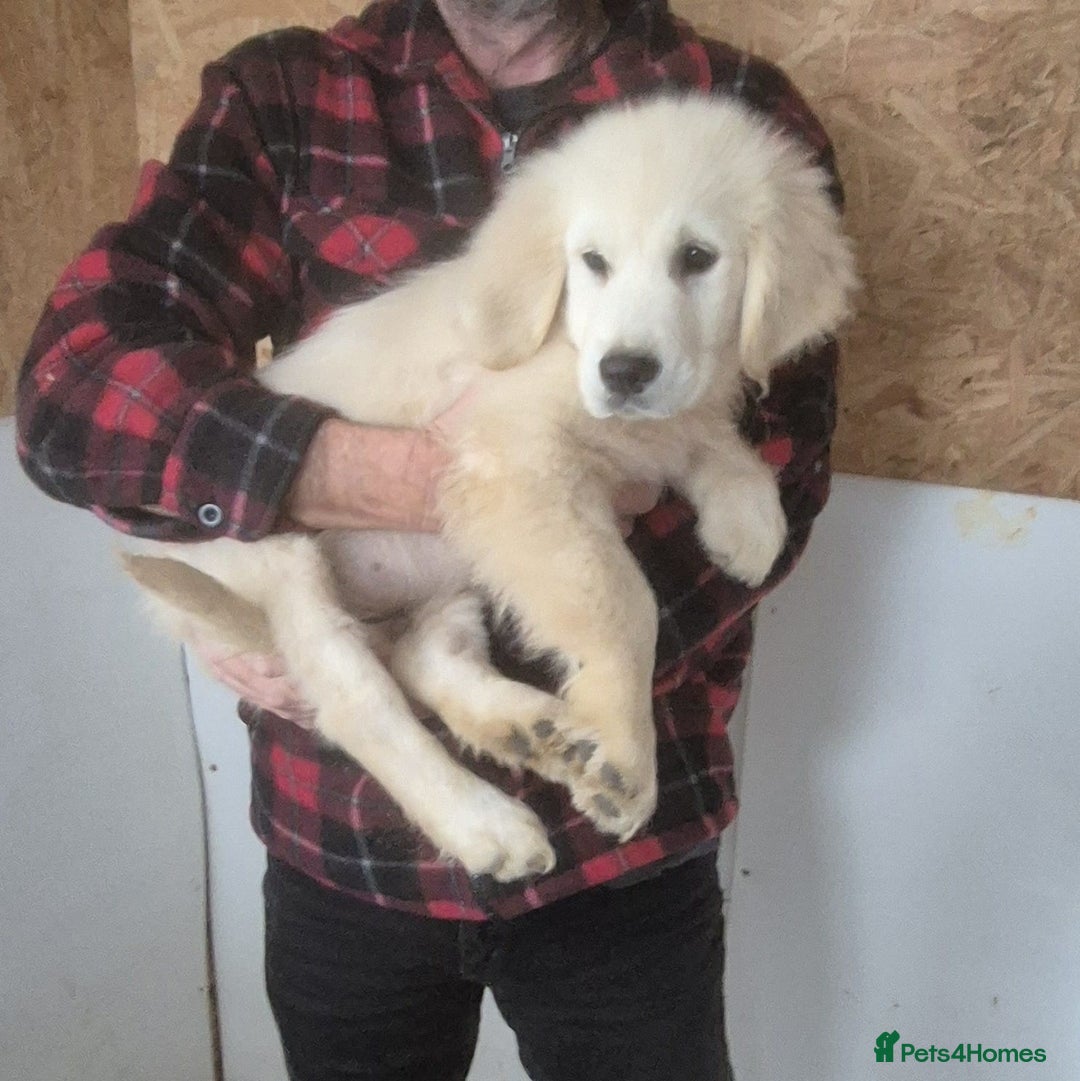 Golden Retriever dogs for sale: Gorgeous golden retriever male puppy - Advert 2