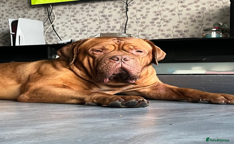 Dogue De Bordeaux dogs - Advert 1