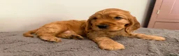 Cocker Spaniel dogs for sale: Stunning Golden Show Cocker Spaniels  - Advert 6