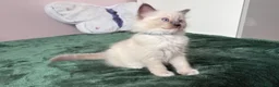 Ragdoll cats for sale: RAGDOLL kittens 3xBOYS, 3xGIRLS - Advert 23