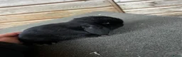 Mini Lop rabbits for sale: Mini lop baby bunnies  - Advert 3