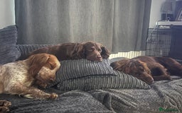 Cocker Spaniel dogs for sale: Female cocker spaniel - Image 7