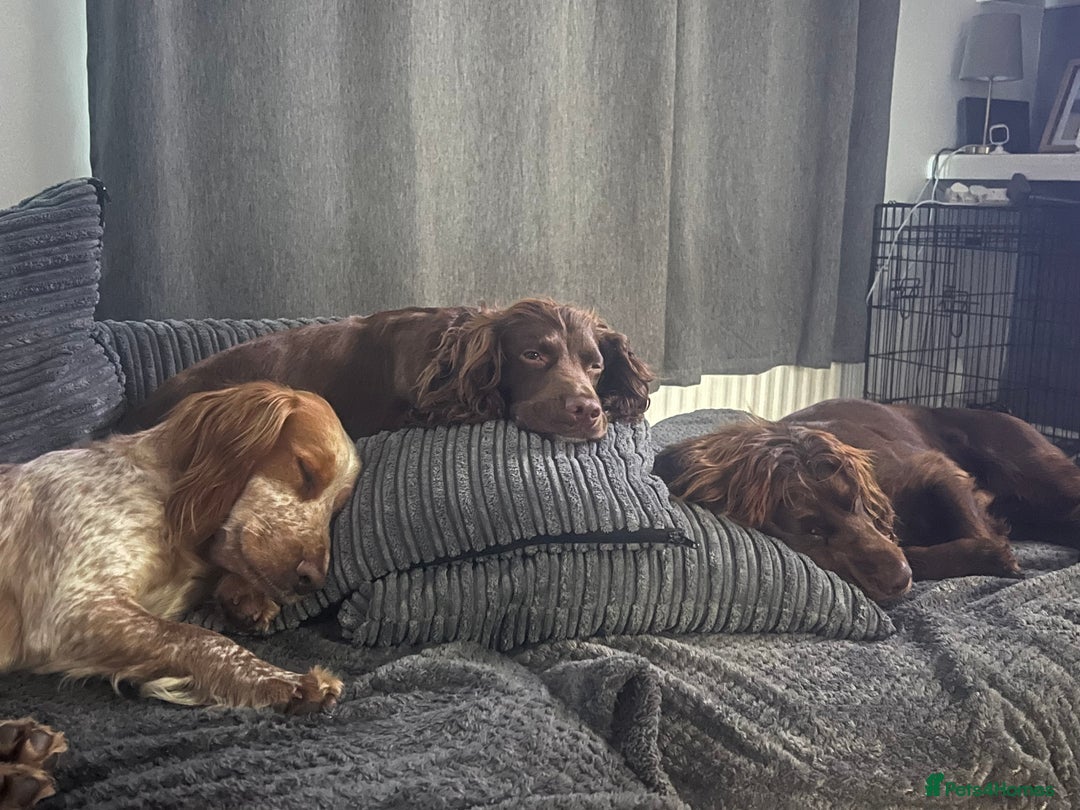 Cocker Spaniel dogs for sale: Female cocker spaniel - Image 7