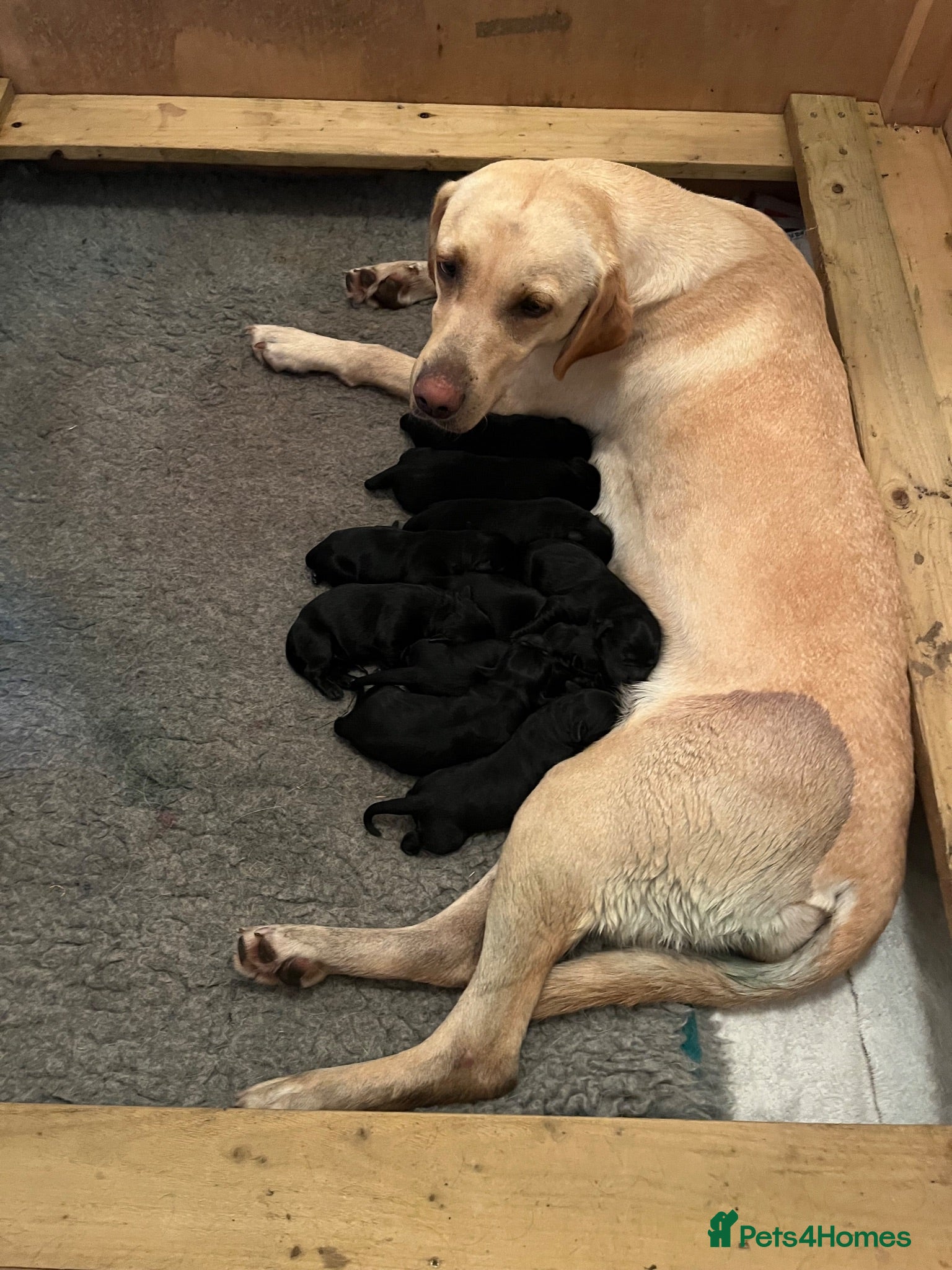 Labrador Retriever dogs Pedigree Black Labrador Puppies - Advert 1