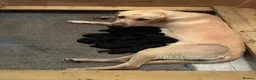Labrador Retriever dogs for sale: Pedigree Black Labrador Puppies - Advert 1