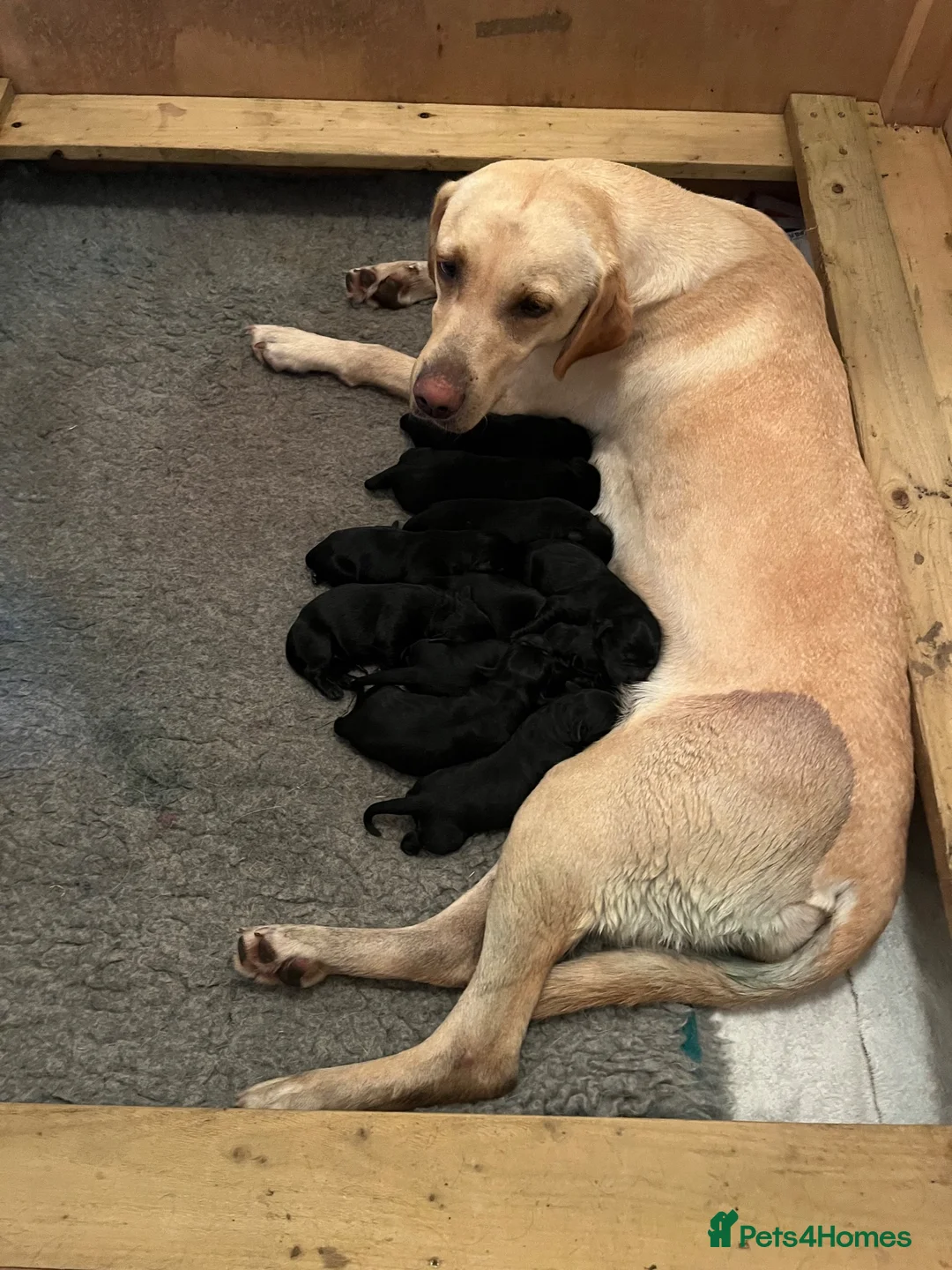 Labrador Retriever dogs for sale: Pedigree Black Labrador Puppies - Advert 1
