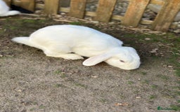 Rex rabbits for sale: Baby rabbits  - Image 5