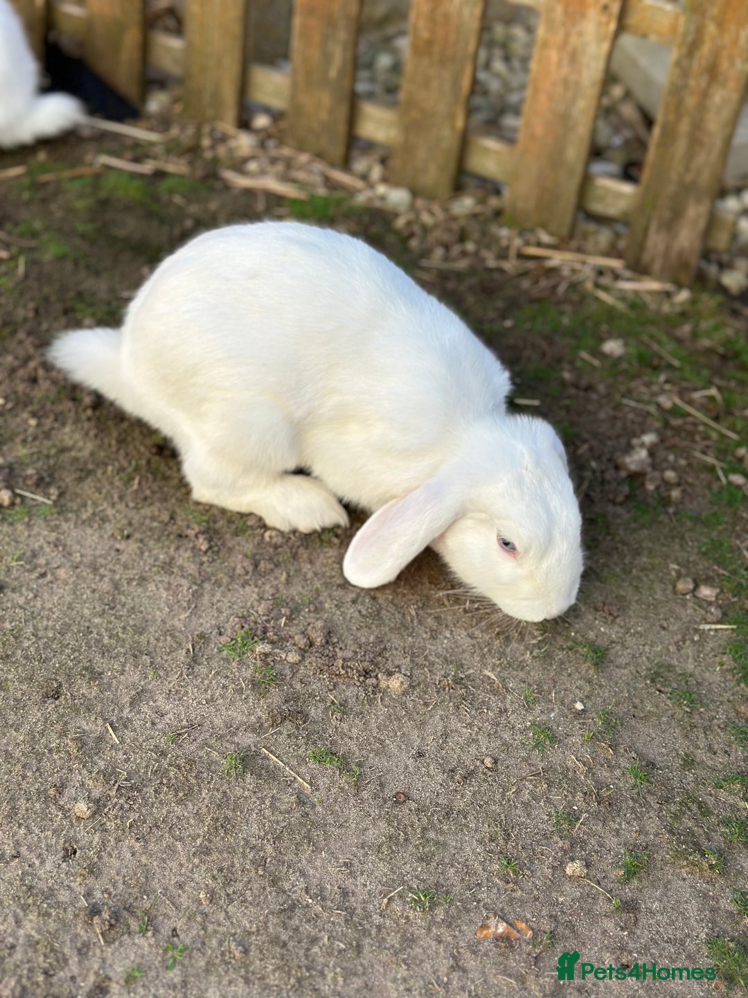 Rex rabbits for sale: Baby rabbits  - Image 5