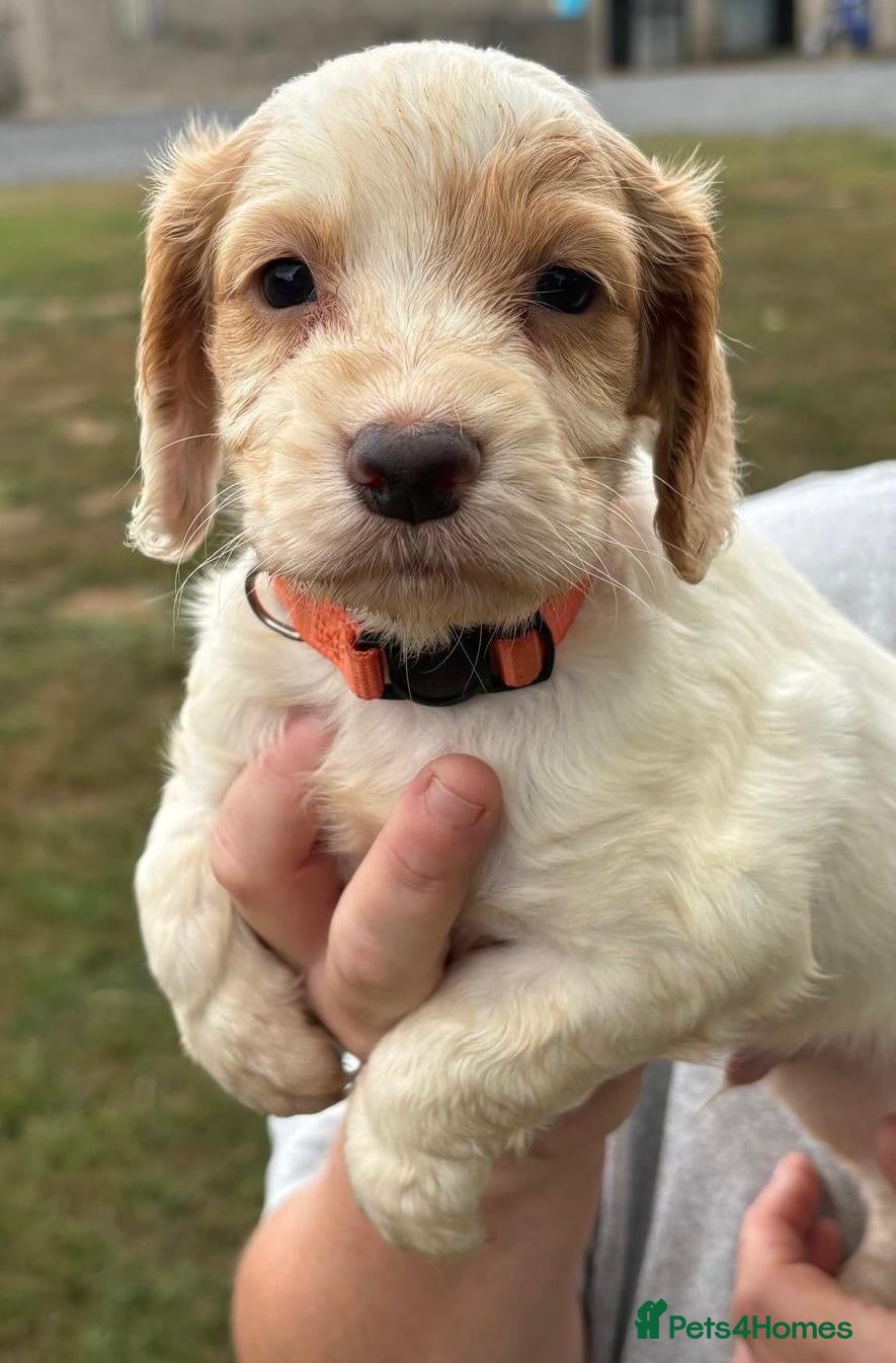 Cocker Spaniel dogs 1 beautiful boy cocker spaniel puppy 💙 - Advert 1