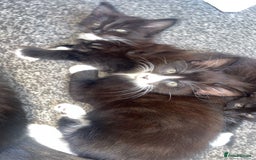Norwegian Forest Cat cats for sale: Norwegian forest X kittens  - Image 2