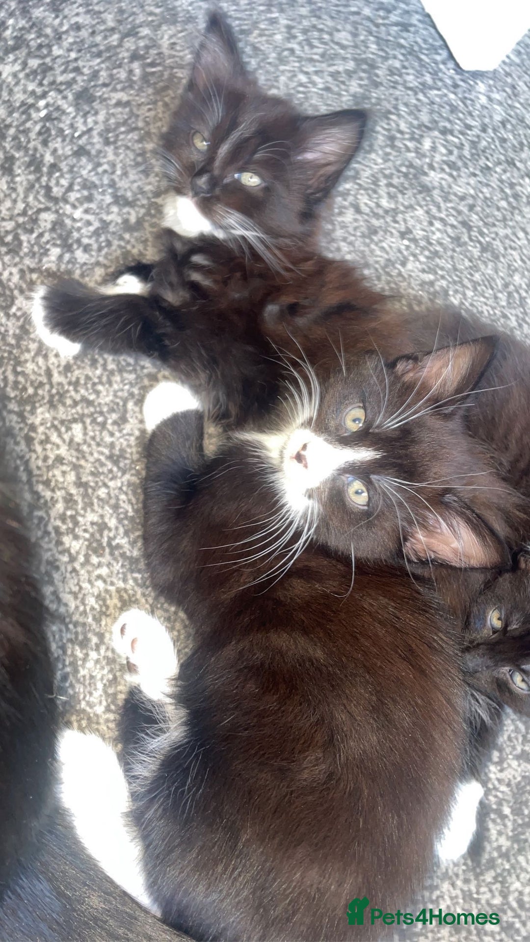Norwegian Forest Cat cats for sale: Norwegian forest X kittens  - Image 2
