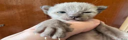 Burmese cats for sale: Well socialised GCCF-reg'd pedigree Burmese kits - Advert 5