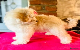 Mixed Breed dogs for sale: ⭐️ FABULOUS PETS ~TOY MALTIPOOS ~ HEALTH TESTED ⭐️ - Image 4