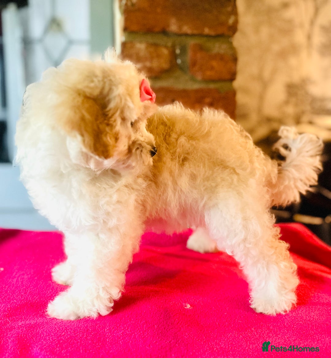 Mixed Breed dogs for sale: ⭐️ FABULOUS PETS ~TOY MALTIPOOS ~ HEALTH TESTED ⭐️ - Image 4