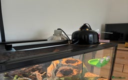 Frog reptiles for sale: Whites Tree Frogs x2 - Image 5
