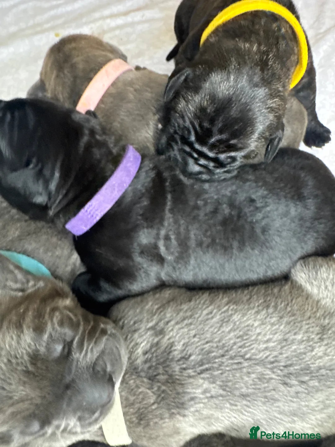 Cane Corso dogs for sale: Cane corso pups - Advert 12