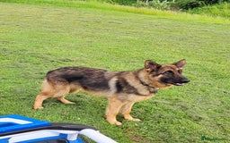 German Shepherd dogs for sale: Bella is looking for forever home - Image 11