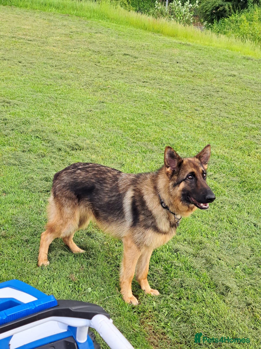 German Shepherd dogs for sale: Bella is looking for forever home - Image 11