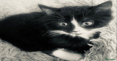 Mixed Breed cats - Advert 9