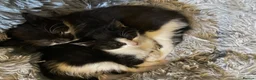 Mixed Breed cats for sale: Beautiful kittens - Advert 12