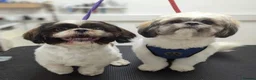 Shih Tzu dogs for sale: Female shih tzu puppy  - Advert 4