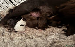 Cocker Spaniel dogs for sale: Beautiful Working Cockers Fully Health Tested  - Image 6