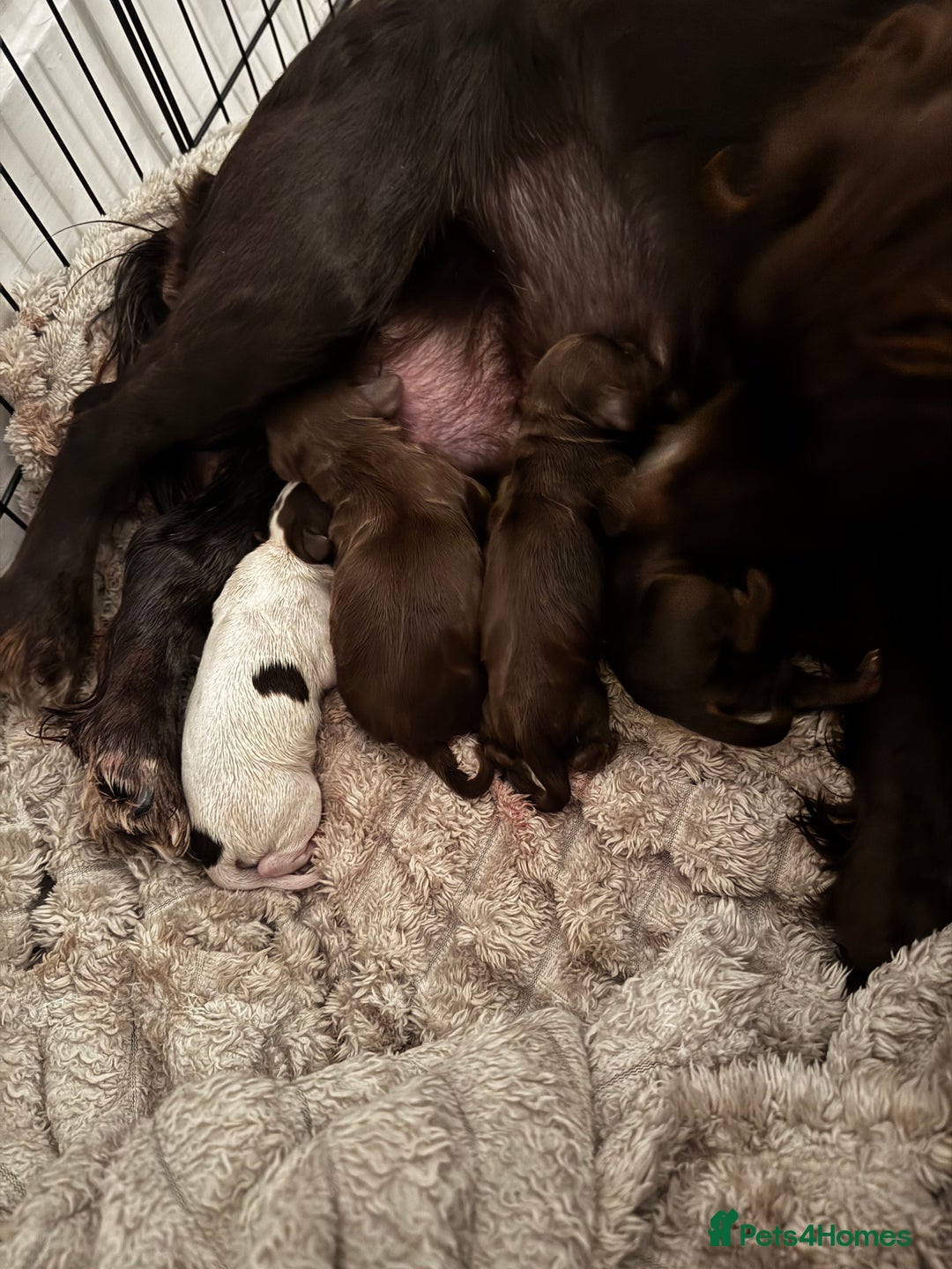 Cocker Spaniel dogs for sale: Beautiful Working Cockers Fully Health Tested  - Image 6