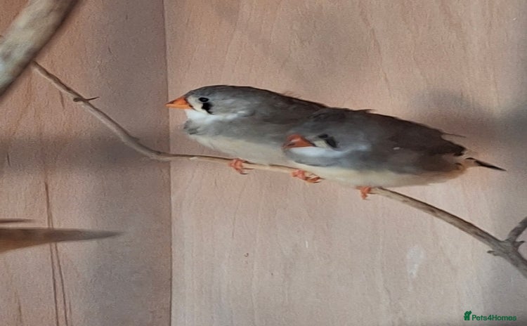 Finches birds Zebra finch hens - Advert 1