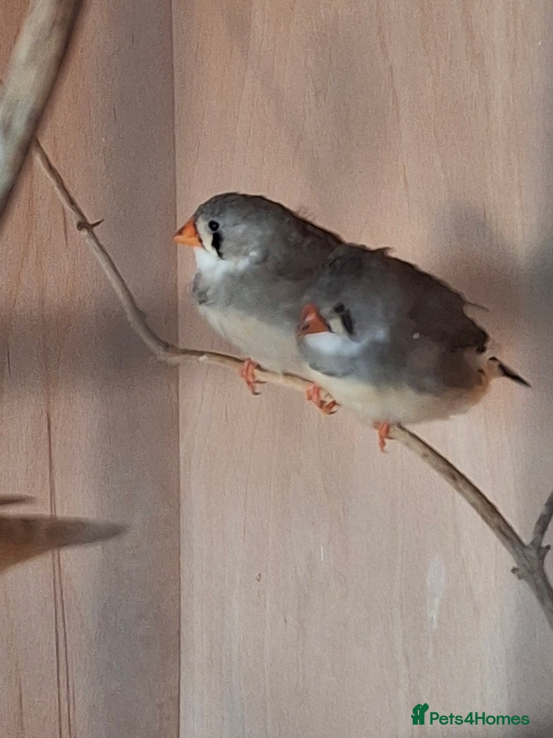 Finches birds for sale: Zebra finch hens - Advert 1