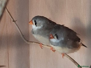 Finches birds Zebra finch hens - Advert 1