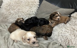 Mixed Breed dogs for sale: Adorable Cockerchons Fluffy, Low-Shed Wonders! - Image 20