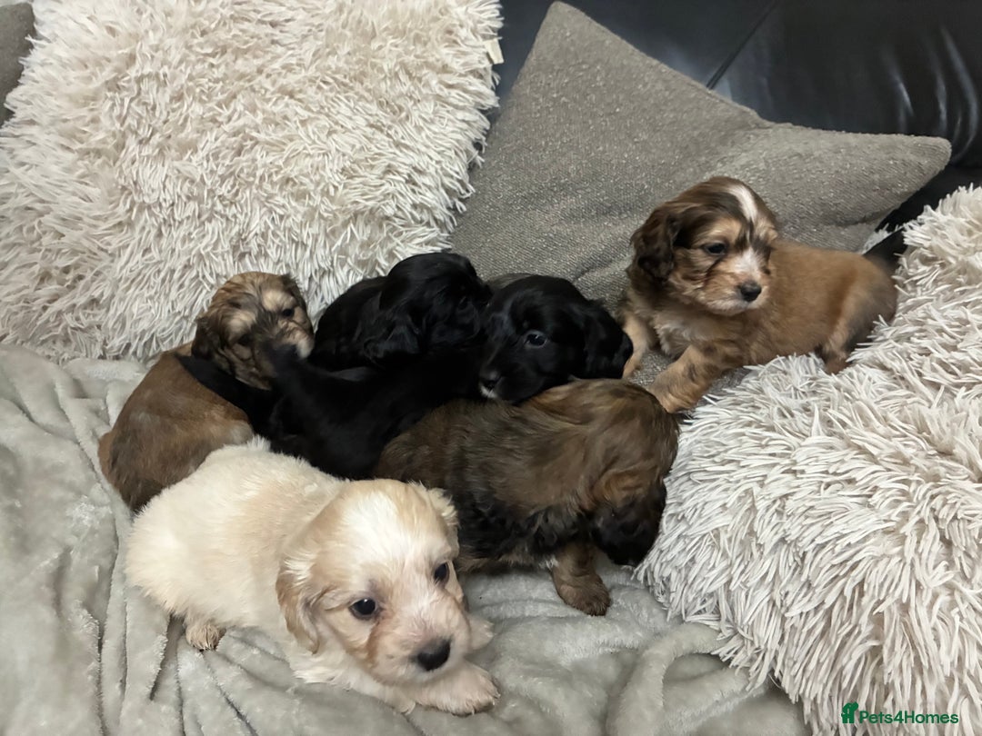 Mixed Breed dogs for sale: Adorable Cockerchons Fluffy, Low-Shed Wonders! - Image 20