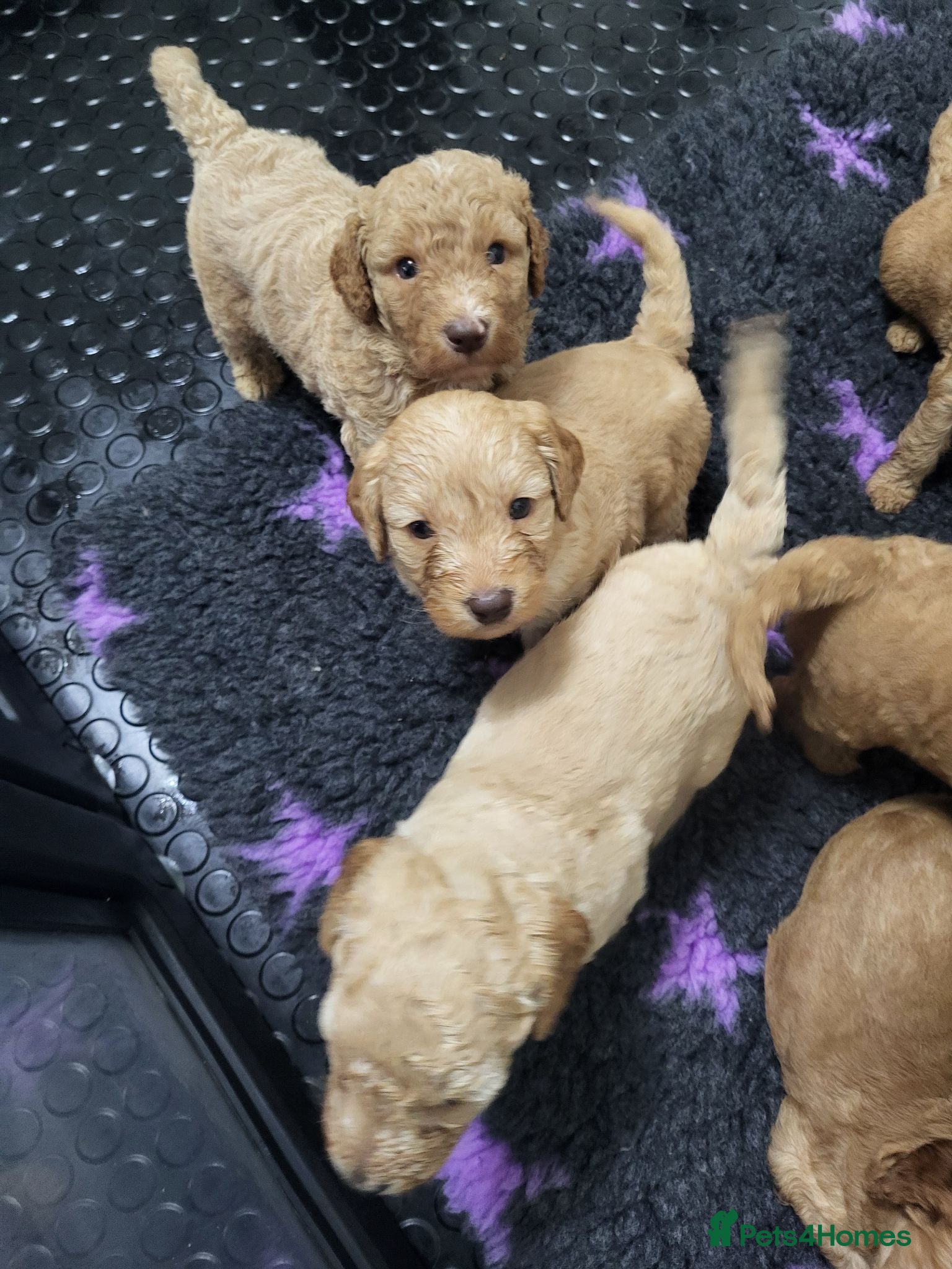 Cockapoo dogs Beautiful Home-Raised F1b Cockapoo Puppies  - Advert 5