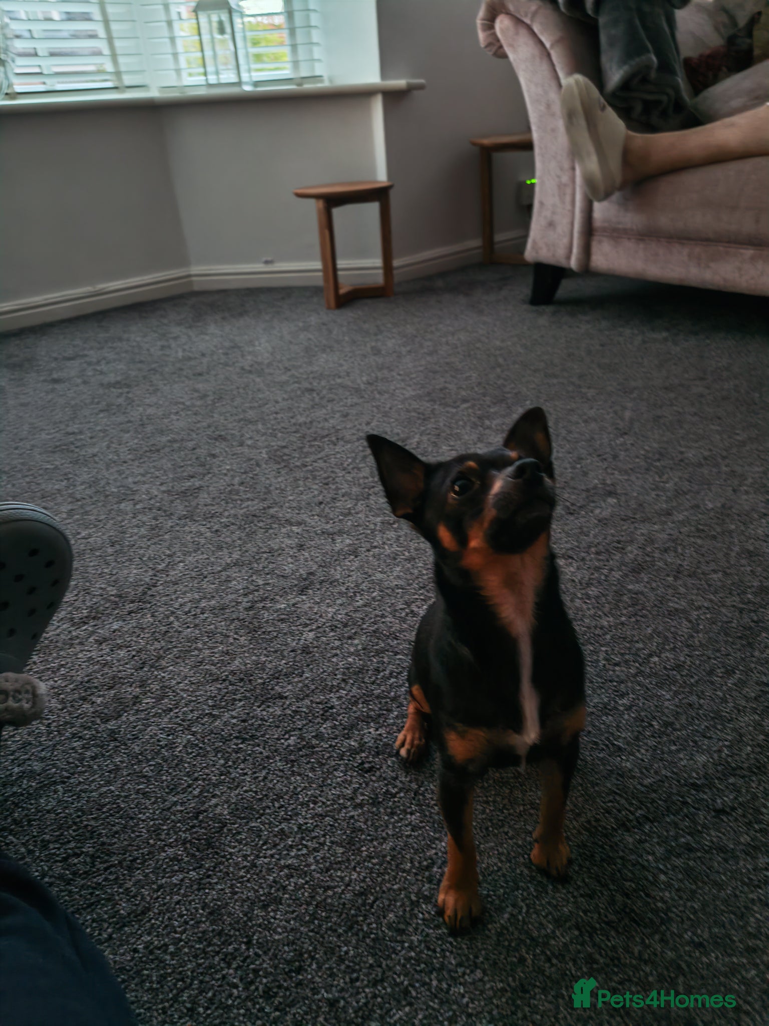 Chihuahua dogs 2 beautiful boys  - Advert 1