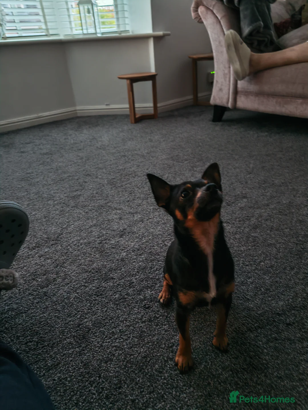 Chihuahua dogs for sale: 2 beautiful boys  - Advert 1