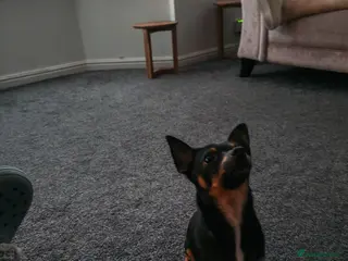 Chihuahua dogs 2 beautiful boys - Advert 4