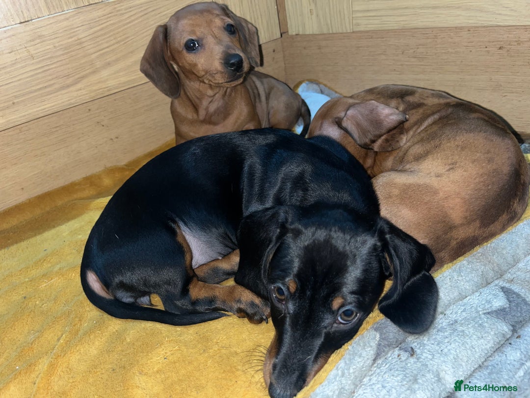 Miniature Dachshund dogs for sale: Beautiful miniature dachshund puppies  - Image 4