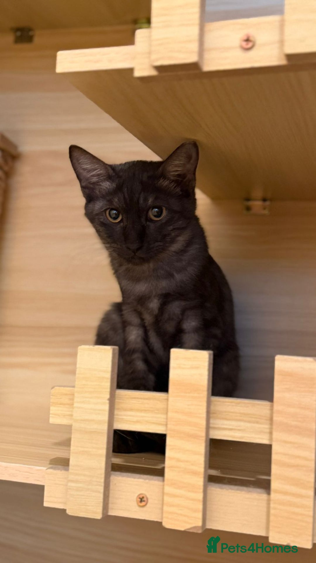 Mixed Breed cats for adoption: [Indoors Only] Lovely & Playful Trio Brothers - Advert 4